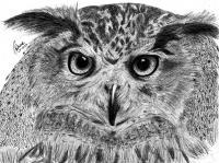 Owl - Pencil  Paper Drawings - By Berine Thompson, Black  White Drawing Artist
