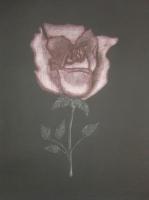 The Red Rose - Ink On Paper Printmaking - By Audrey Klemek, Etching Printmaking Artist