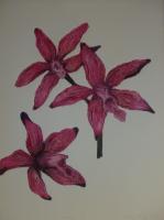Printmaking - Orchids - Ink On Paper