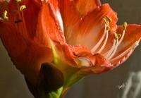 Amaryllis II - Canvas Giclee - Camera_Computer Photography - By Jim Pavelle, Enhanced Photography Photography Artist