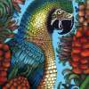 Macaw - Marker Drawings - By Janelle Dimmett, Illustration Drawing Artist