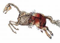 Deconstructing The Horse - Marker Drawings - By Janelle Dimmett, Illustration Drawing Artist