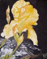 Yellow Iris - Oil Paintings - By Amber Hutchinson, Realist Painting Artist