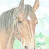 Portrait From A Swiss Horse - Coloured Pencil On Paper Drawings - By Claudia Luethi Alias Abdelghafar, Realistic Drawing Artist