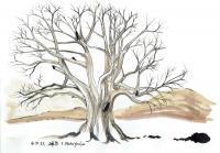 Tree Study With Ink - Ink On Paper Drawings - By Claudia Luethi Alias Abdelghafar, Realistic Drawing Artist