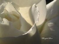 White Rose - Digital Photography - By Miraychel Stone, Nature Photography Artist
