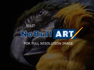 Best Pics - Parrot - Painting