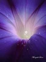 Purple Flower - Digital Digital - By Miraychel Stone, Abstract Digital Artist