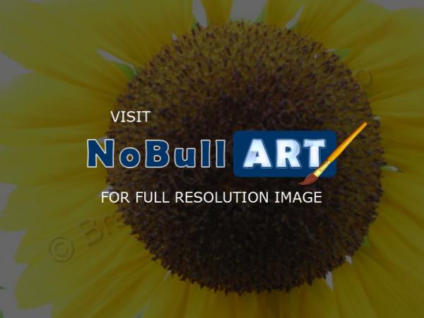 Floral Photography - Sunflower - Digital