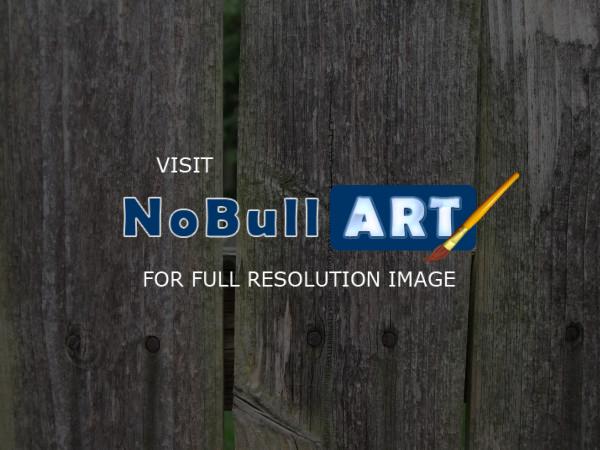 Representational Photography - Weathered Fence - Digital