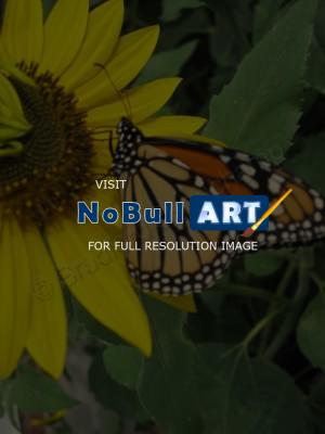 Floral Photography - Monarch - Digital