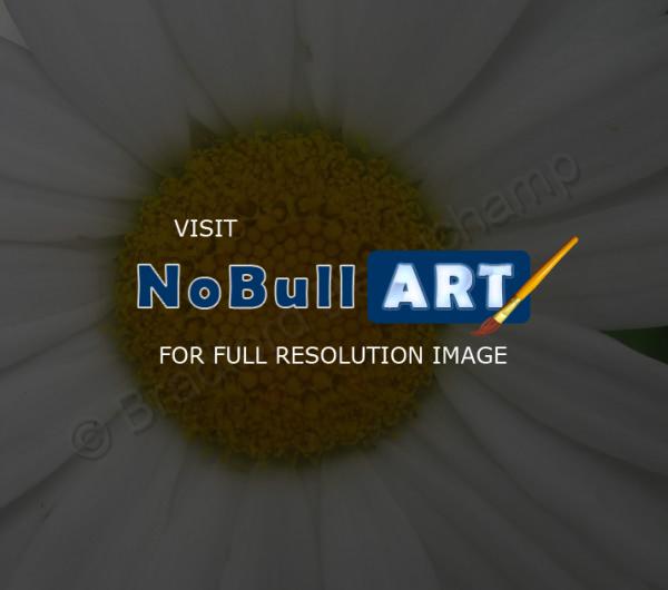 Floral Photography - Daisy 3 - Digital