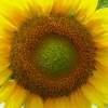 Sunflower 2 - Digital Photography - By Bradford Beauchamp, Nature Photography Artist
