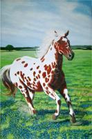 The Red Appaloosa - Acrylic On Canvas Paintings - By Charles Wallis, Realism Painting Artist
