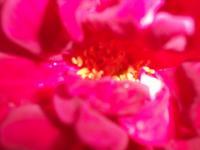 Photos - Close Up Of A Rose - Digital