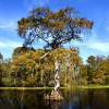Cypress Tree - Digital Photography - By Shane Metler, Nature Photography Artist