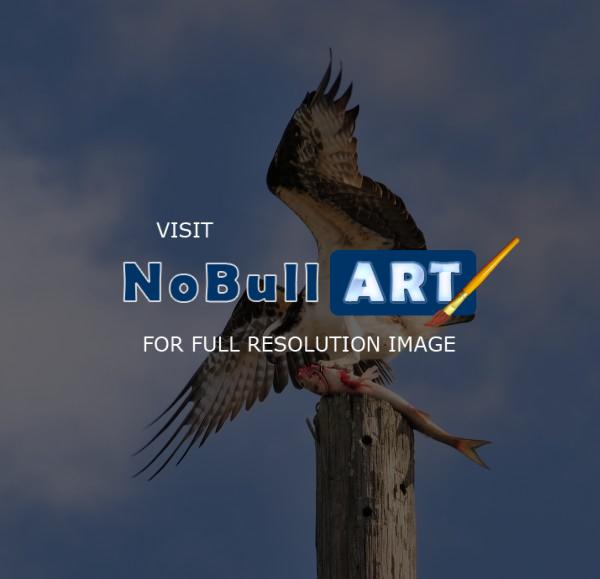 Florida Birds - Osprey And Mullet - Digital