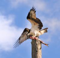 Osprey And Mullet - Digital Photography - By Shane Metler, Nature Photography Artist