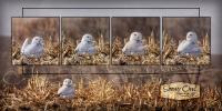Snowy Owl - Digital Photography - By Terrie Galvin, Nature Photography Artist