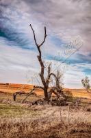 Still Standing - Digital Photography - By Terrie Galvin, Nature Photography Artist