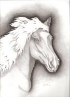 The Mustang - Ink And Pencil Drawings - By Tony Smith, Nature Drawing Artist