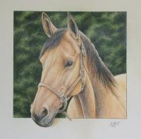 Horse - Color Pencil Drawings - By Dallas Nyberg, Realism Drawing Artist