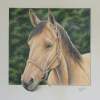 Horse - Color Pencil Drawings - By Dallas Nyberg, Realism Drawing Artist