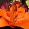 Close Up Orange Flower - Digital Photography - By Danielle Turner, Nature Photography Artist