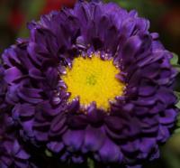 Purple Flower - Digital Photography - By Danielle Turner, Nature Photography Artist
