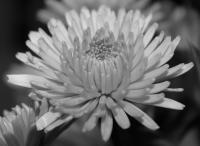 Black And White Flower - Digital Photography - By Danielle Turner, Nature Photography Artist