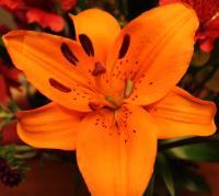 Orange Flower - Digital Photography - By Danielle Turner, Nature Photography Artist