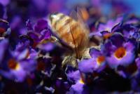 Photographs - Bee In The Butterfly Bush - Photograph