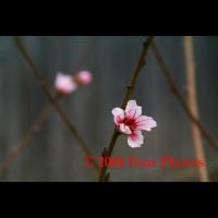 Exteriors - Flowers - Digital Photograph Luster Prin