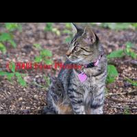 Exteriors - Cat In Spring - Digital Photograph Luster Prin