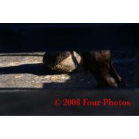 Hooved Feet - Digital Photograph Luster Prin Photography - By Josh Mcgrath, Animals Photography Artist
