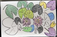 Water Lilies - Pencil And Paper Drawings - By Ann-Claire Herrmann, Free Sketch Drawing Artist