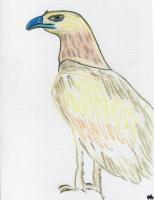 Eagle II - Pencil And Paper Drawings - By Ann-Claire Herrmann, Free Sketch Drawing Artist