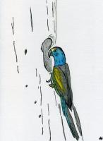 Bird - Watercolour Pencil And Paper Drawings - By Ann-Claire Herrmann, Free Sketch Drawing Artist