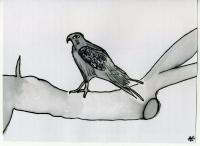 Quiet Bird - Black Ink Drawings - By Ann-Claire Herrmann, Free Sketch Drawing Artist