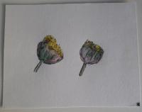 Fig Blossums - Pastels Paintings - By Ann-Claire Herrmann, Free Sketch Painting Artist