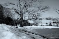 The Old Tree In Winter - Sony A200 Dslr Photography - By Lois Lepisto, Natureweather Photography Artist