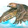 Bird In Flight - Acrylic Paintings - By Malc Lane, Fine Art Painting Artist