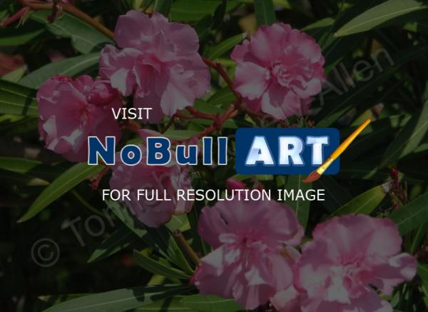 Photograph - Pink Flowers - Digital